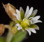 Fivestamen chickweed